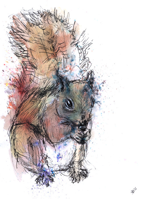 A sketchy paint powder, watercolour and pen painting by Ruth Burton Artist. The painting is of a squirrel nibbling a nut.