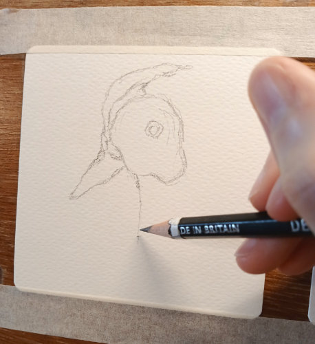 Sketch of a pheasant using a Derwent Graphic 4B pencil, by Ruth Burton Artist.